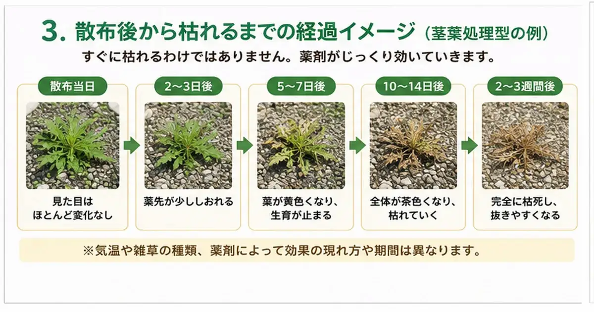 除草剤散布当日から数日後、1週間後、完全に枯れるまでの雑草の変化を示した図解